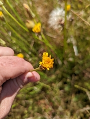 Hypochaeris glabra