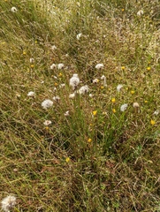 Hypochaeris glabra