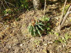 Ferocactus townsendianus