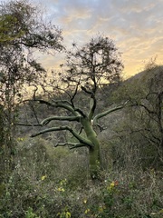 Ceiba trischistandra