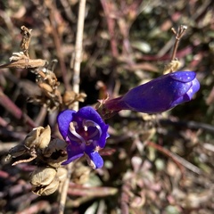 Penstemon heterophyllus