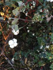 Symphoricarpos