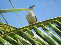 Campylorhynchus griseus