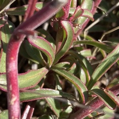 Penstemon heterophyllus