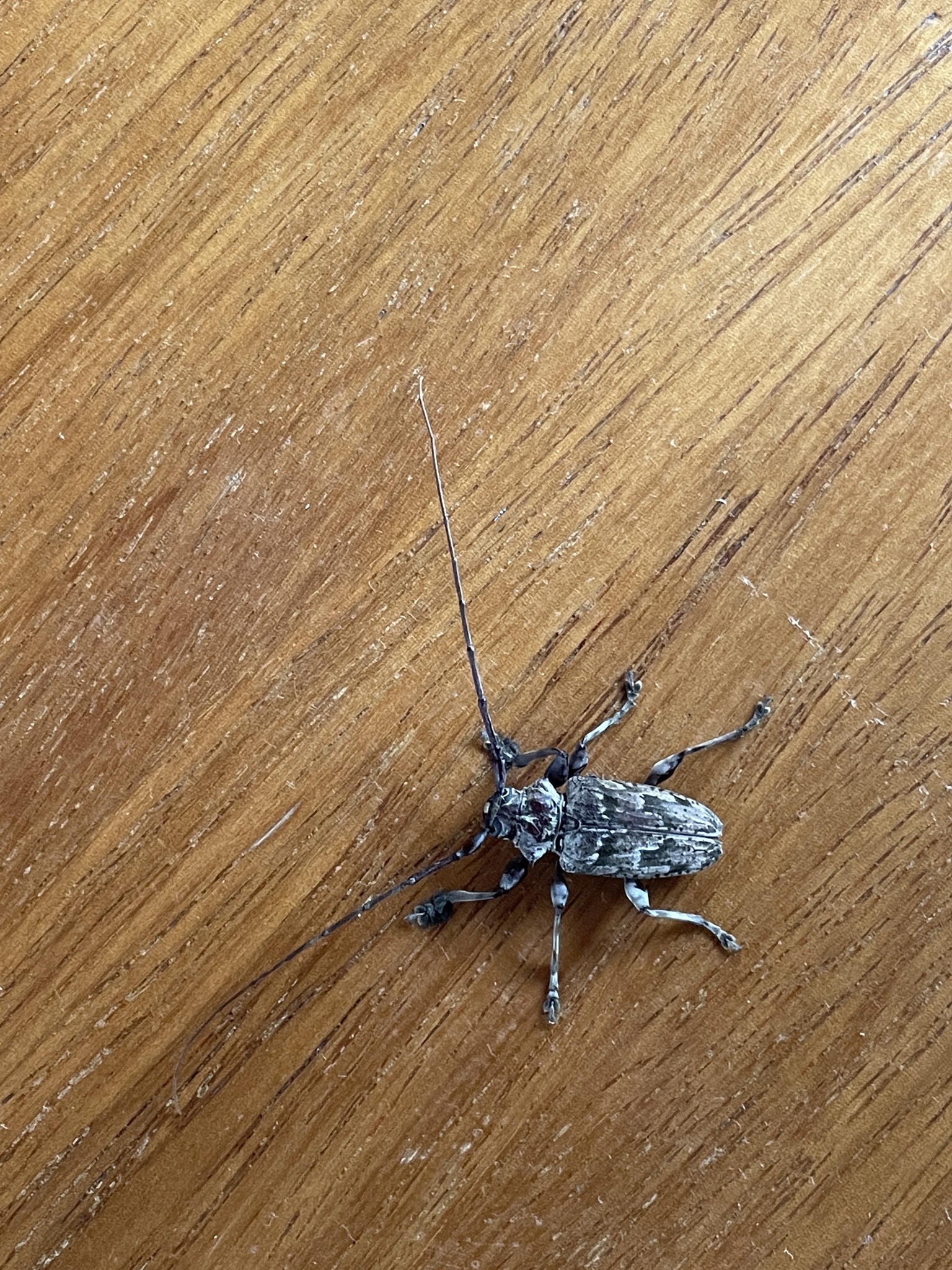 Dryoctenes image