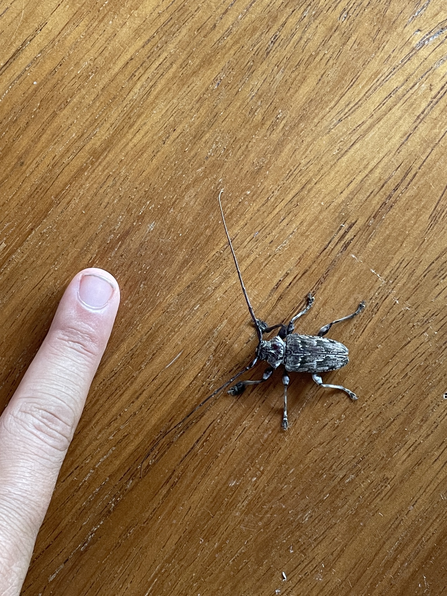 Dryoctenes scrupulosus image