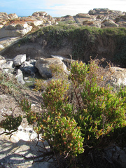 Salicornia littorea