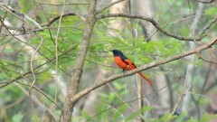 Pericrocotus speciosus