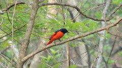 Pericrocotus speciosus