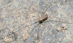 Pholcus phalangioides