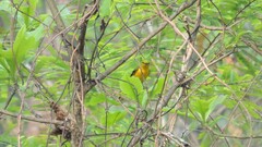 Pericrocotus speciosus