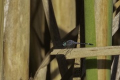 Micrathyria aequalis