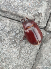 Pentodontini