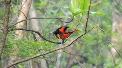 Pericrocotus speciosus