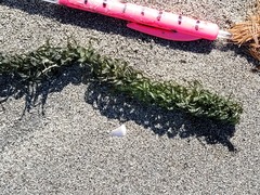 Lagarosiphon major