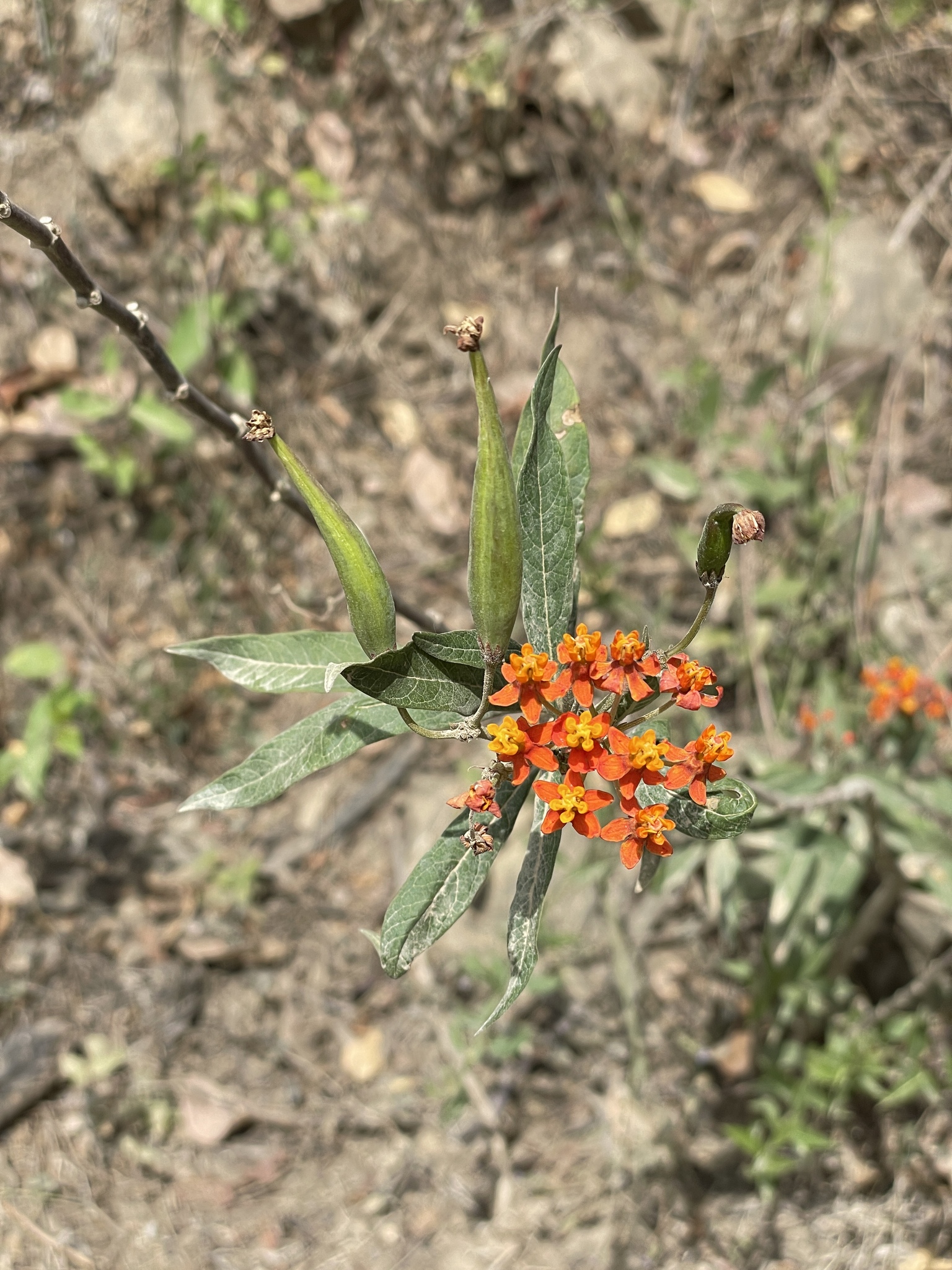 Asclepias image