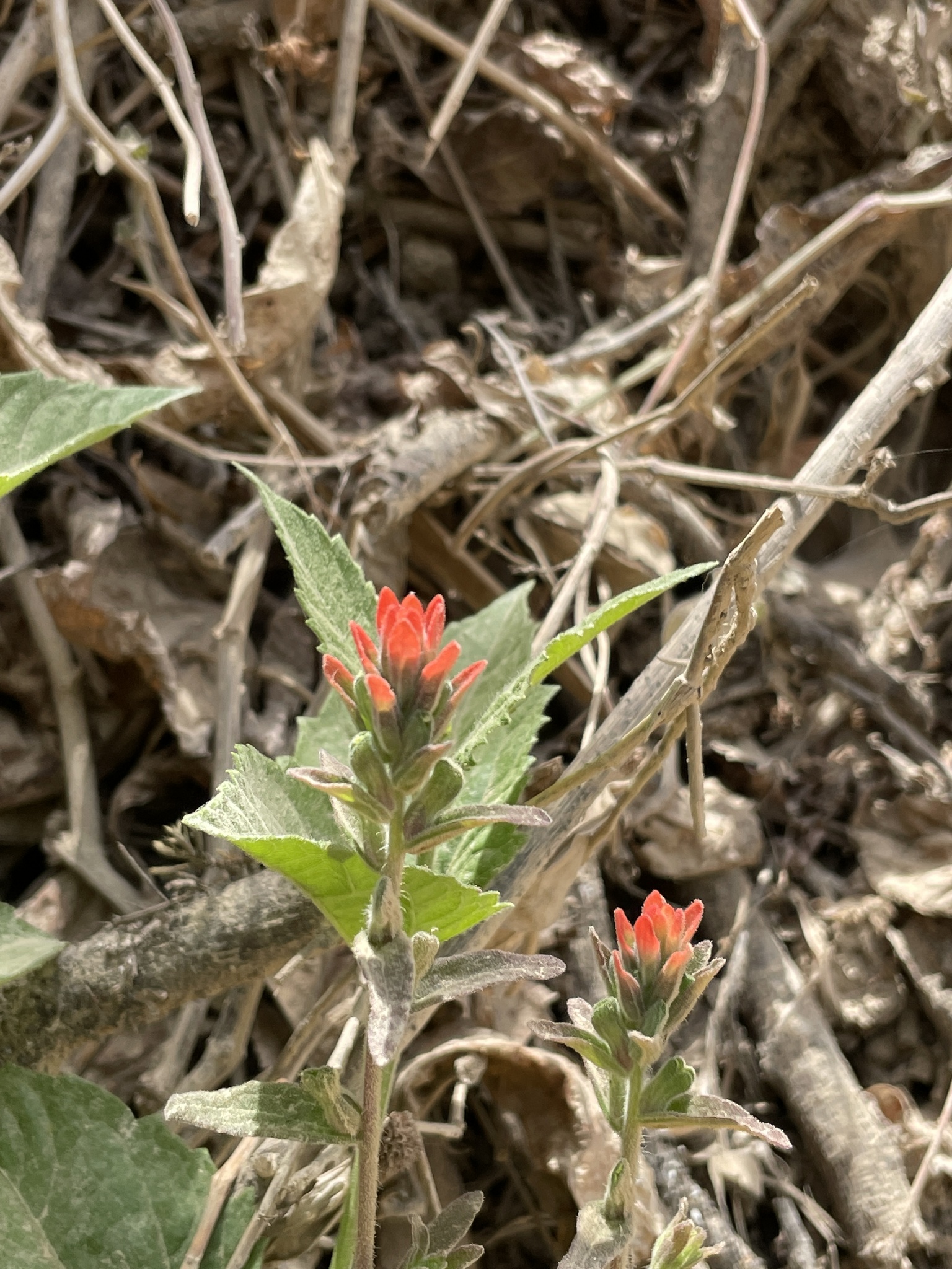 Castilleja arvensis image