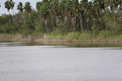Anhinga anhinga leucogaster