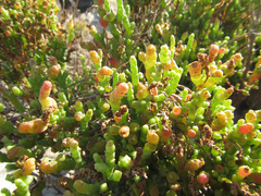 Salicornia littorea