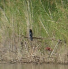 Anhinga anhinga leucogaster