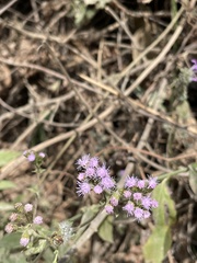 Eupatorieae