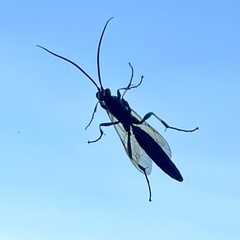 Stenichneumon militarius