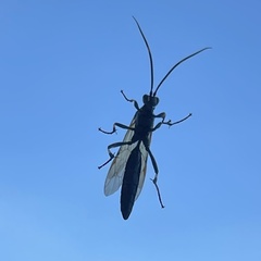 Stenichneumon militarius