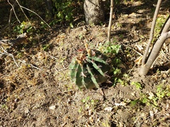 Ferocactus townsendianus