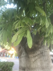 Ficus maxima