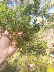 Leptospermum trinervium