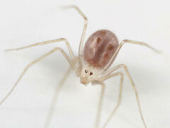 Spermophora senoculata