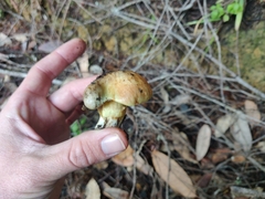 Suillus ponderosus