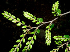 Nothofagus cliffortioides