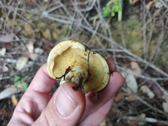 Suillus ponderosus