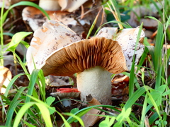 Hebeloma