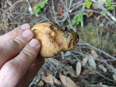 Suillus ponderosus