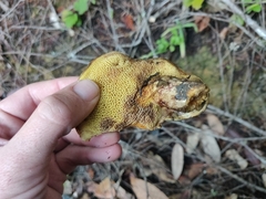 Suillus ponderosus