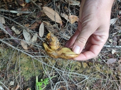 Suillus ponderosus