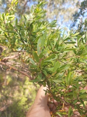 Leptospermum trinervium