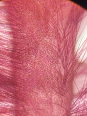 Dasya spinuligera