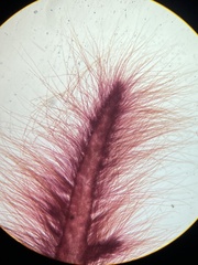 Dasya spinuligera