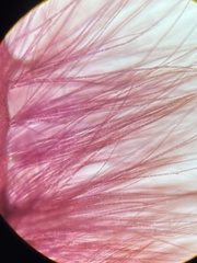 Dasya spinuligera