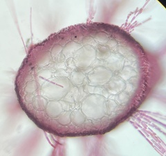 Dasya spinuligera