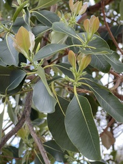 Lophostemon confertus