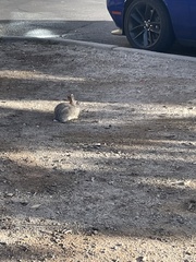 Sylvilagus nuttallii