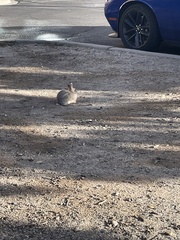 Sylvilagus nuttallii