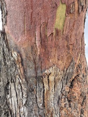 Lophostemon confertus