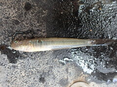 Gobionellus oceanicus