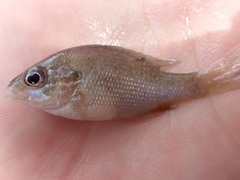Lepomis aquilensis