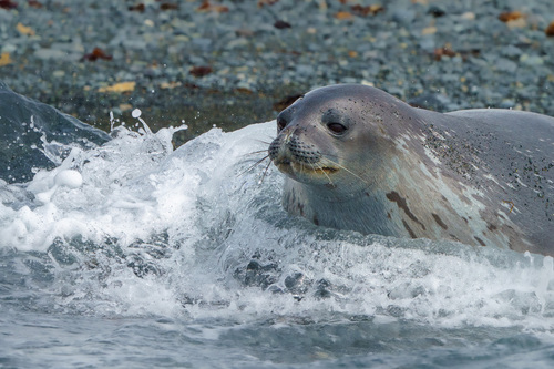 Weddell Seal, photo 7 of 10
